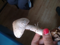 Lepiota spheniscispora