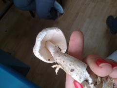 Lepiota spheniscispora