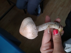 Lepiota spheniscispora