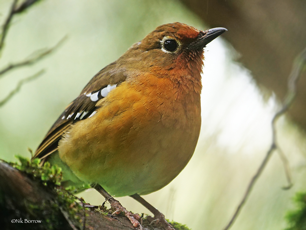 Abyssinian Ground-Thrush photo