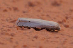 Hystrichophora vestaliana
