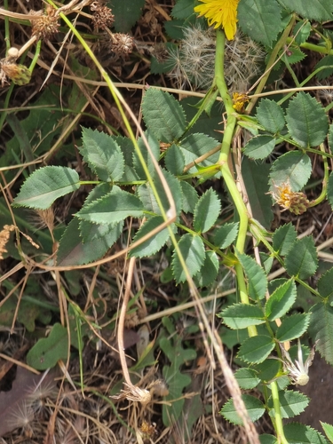 Briar (Rosa mandonii)
