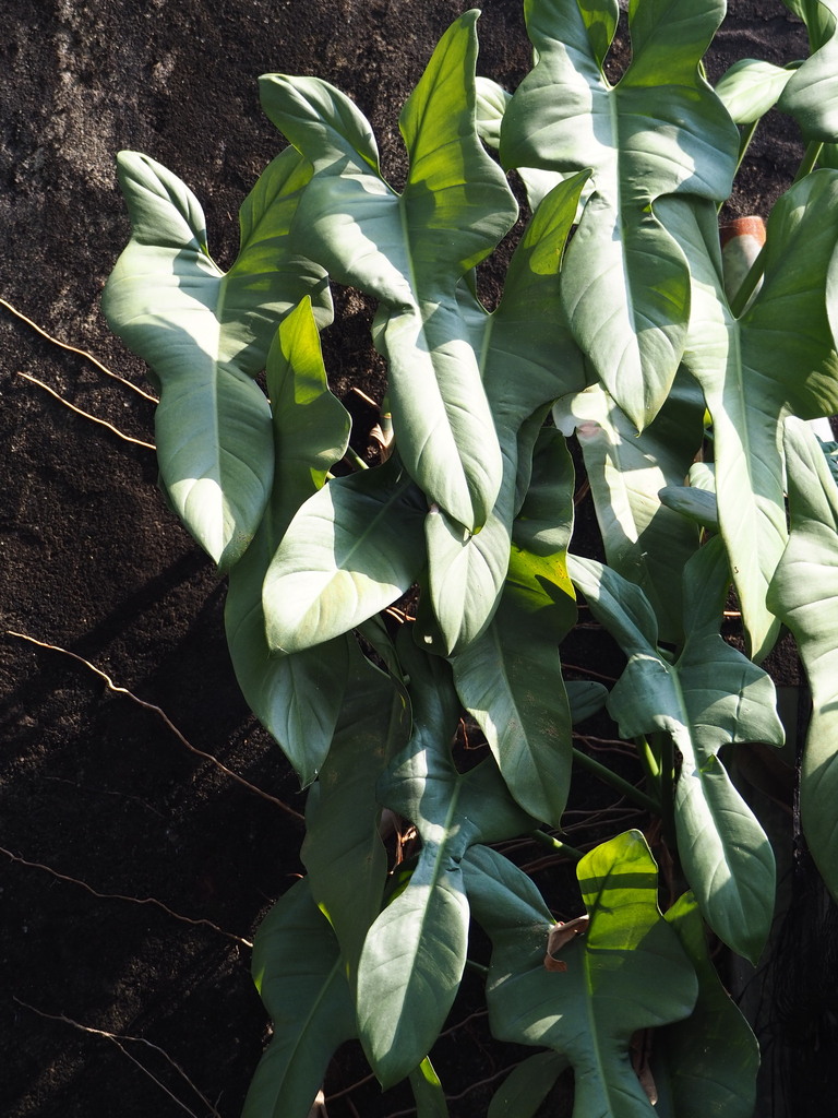 Trầu bà tay Phật – Philodendron bipennifolium