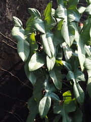 Philodendron bipennifolium