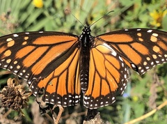 Danaus plexippus