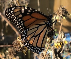 Danaus plexippus