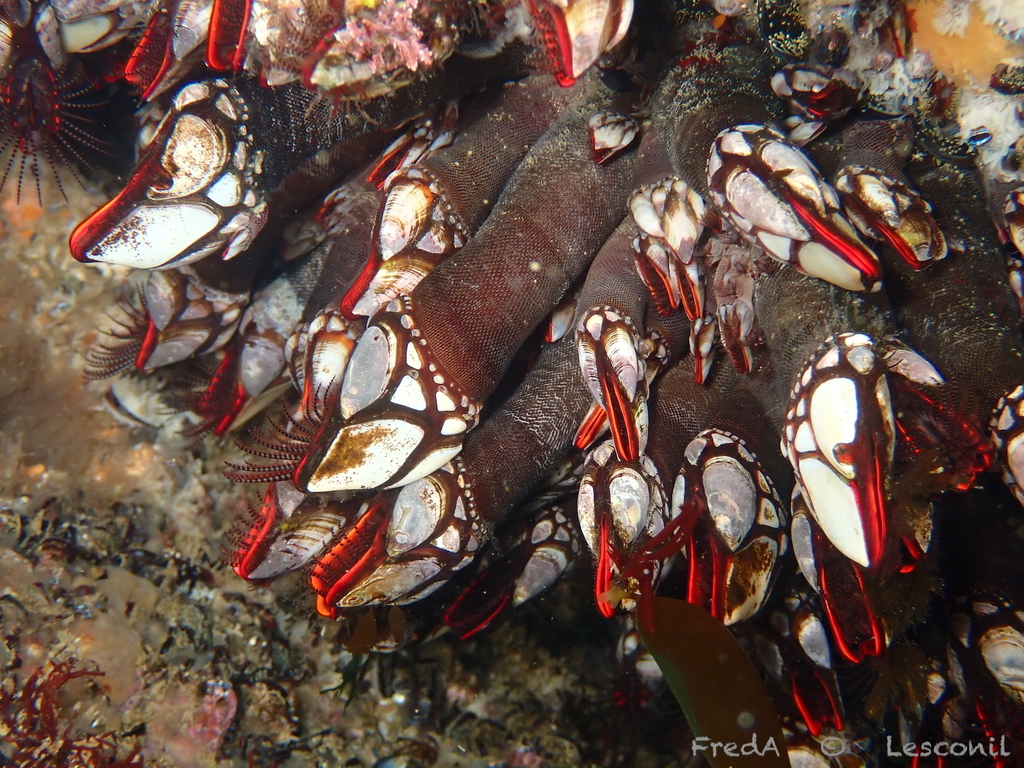 Goose barnacle, photo 1 of 10