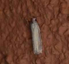 Hystrichophora vestaliana