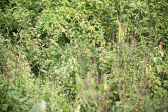 Cinnyris chloropygius