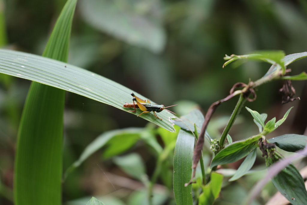 Caryanda spuria from Sukabumi, West Java, Indonesië on August 1, 2019 ...