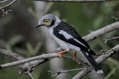 White-Crested Helmetshrike photo 4
