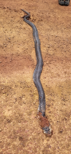 Forest Cobra