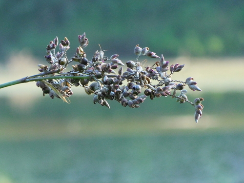 Thalia dealbata