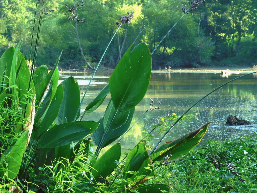 Thalia dealbata, Chapel Hill, NC, USA
