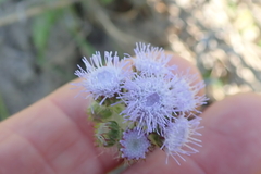Ageratum houstonianum