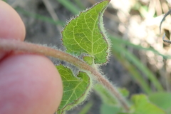 Ageratum houstonianum