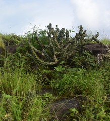 Euphorbia neriifolia