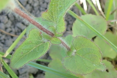 Ageratum houstonianum