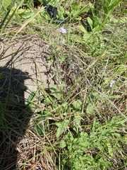 Ageratum houstonianum