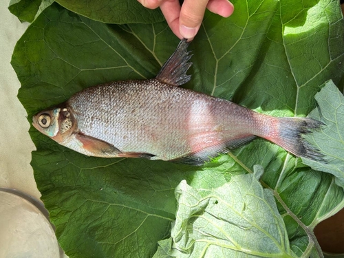 Zope (Ballerus ballerus) — Cyprinidae — 3