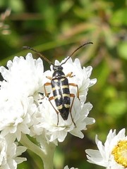 Typocerus sparsus