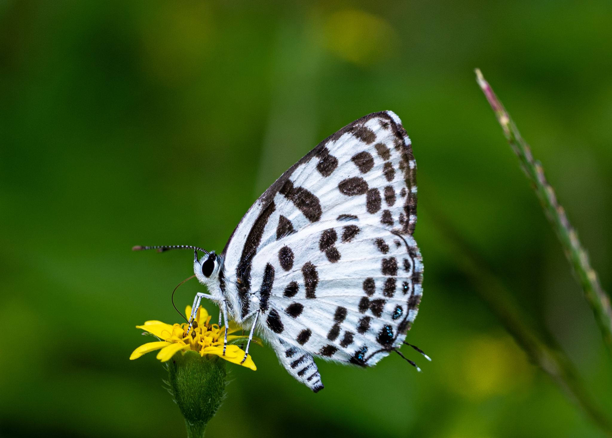 Common Pierrot