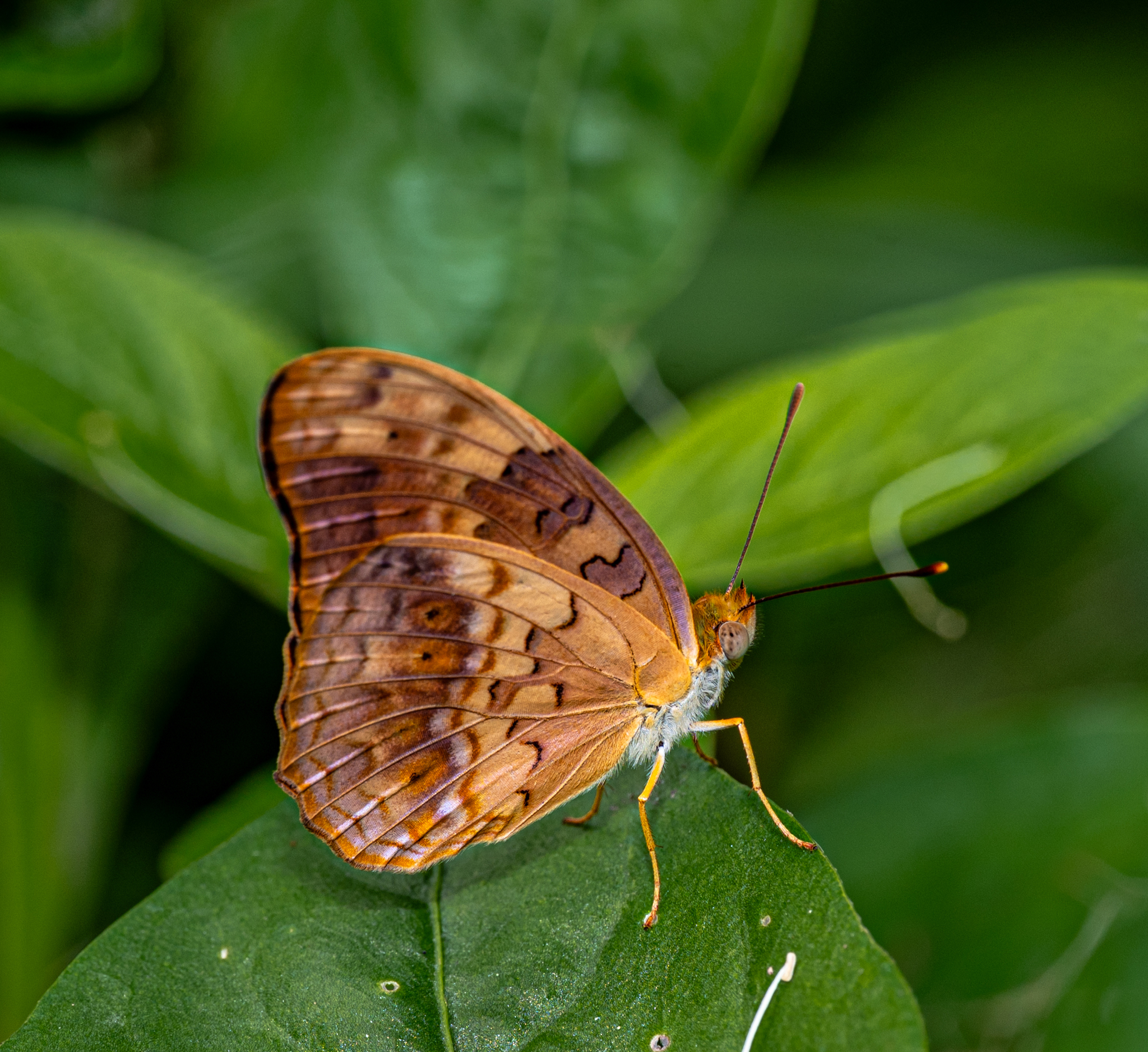 Common Leopard