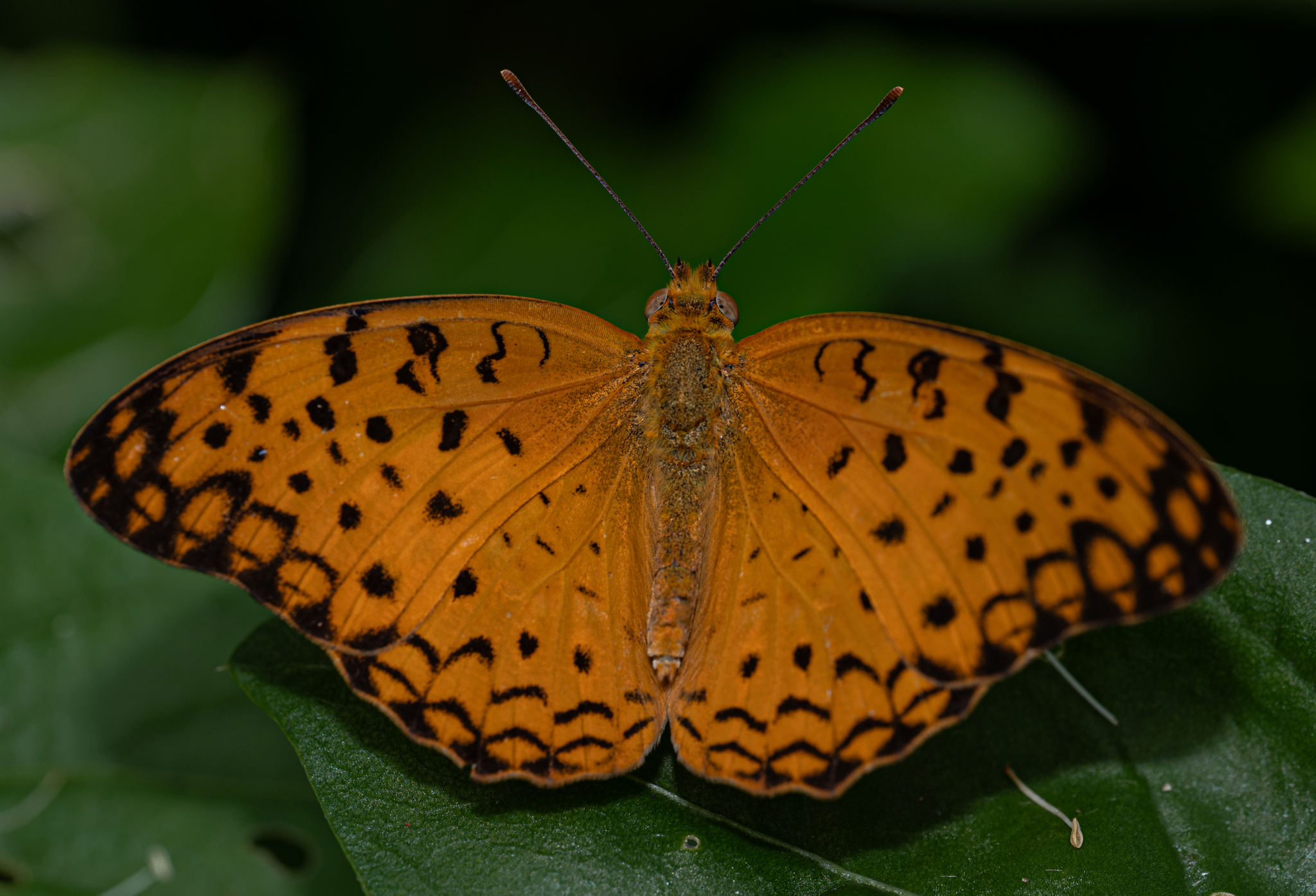 Common Leopard