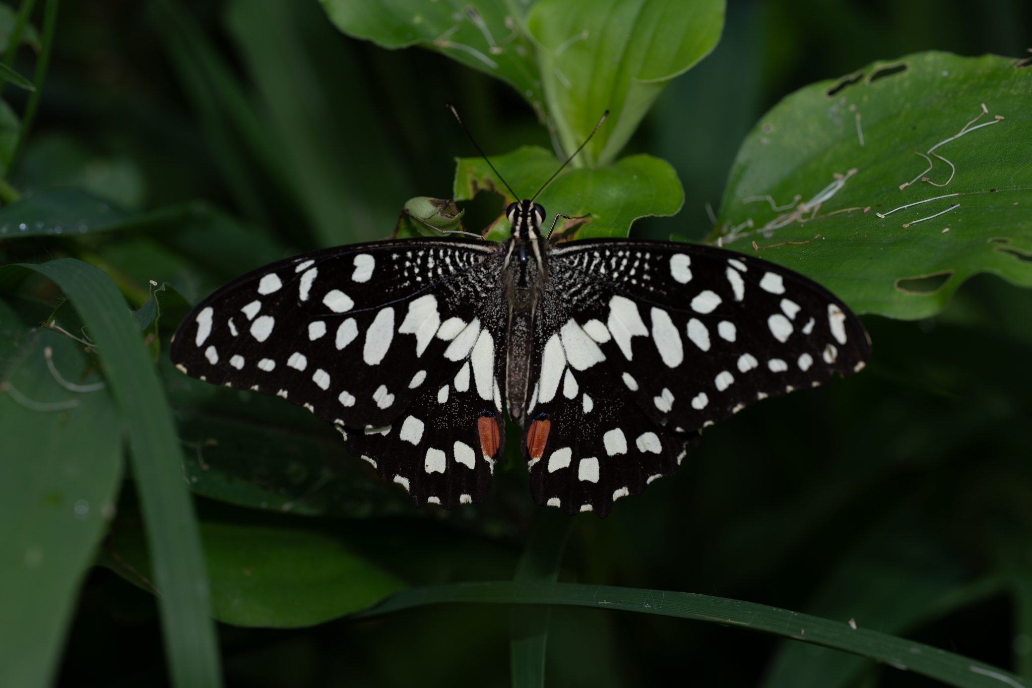 Lime Swallowtail