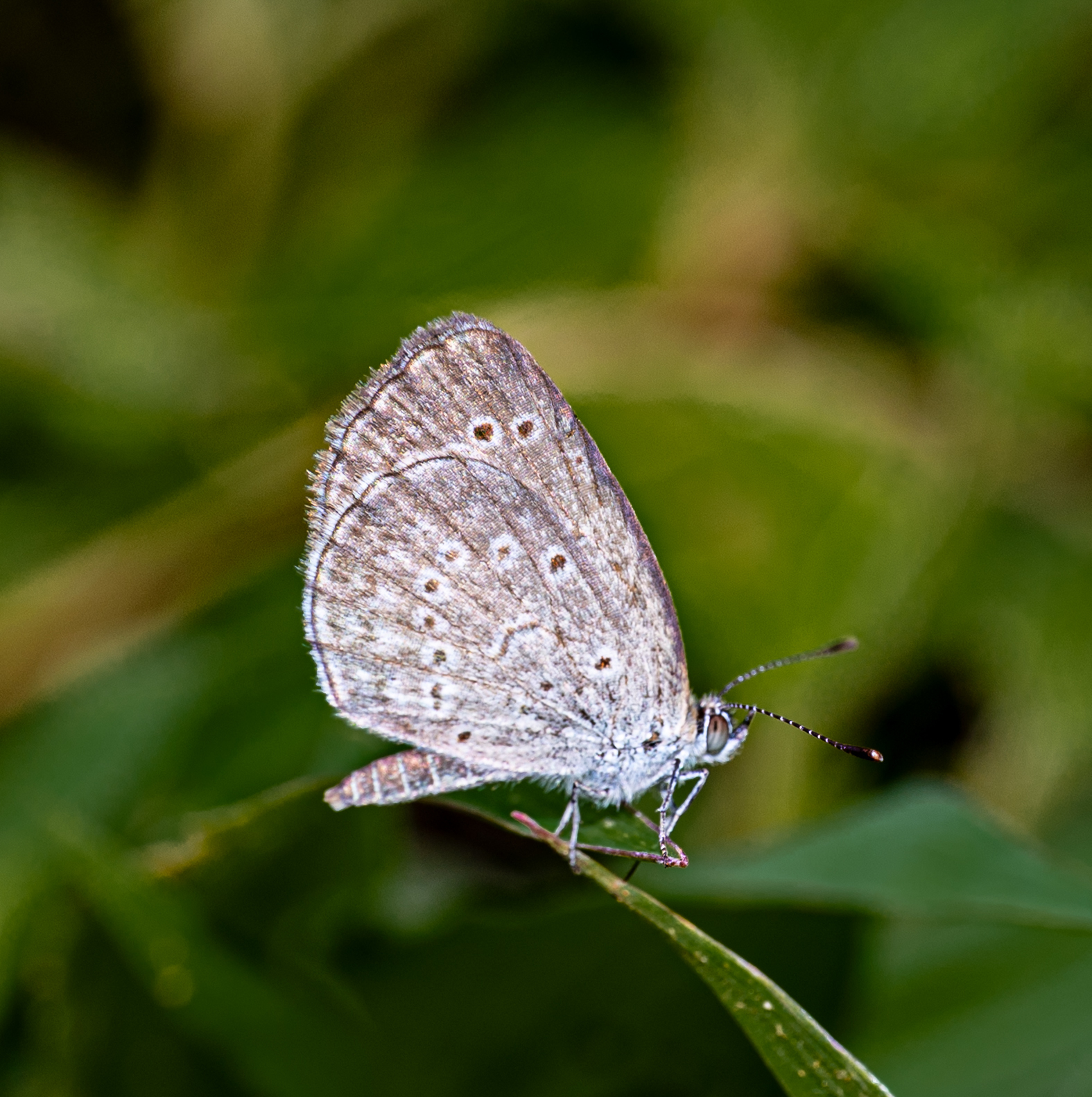 Pale Grass Blue