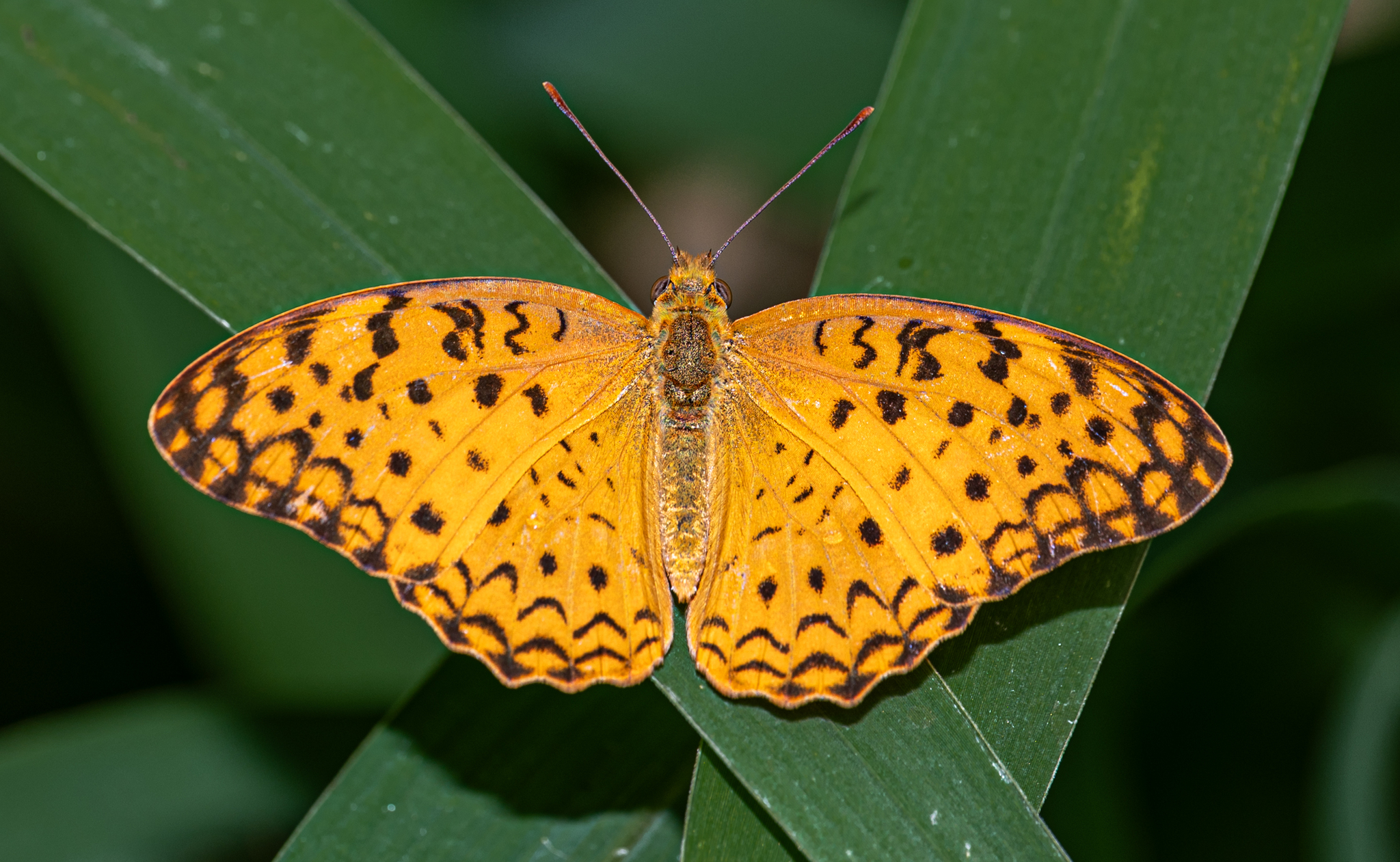 Common Leopard