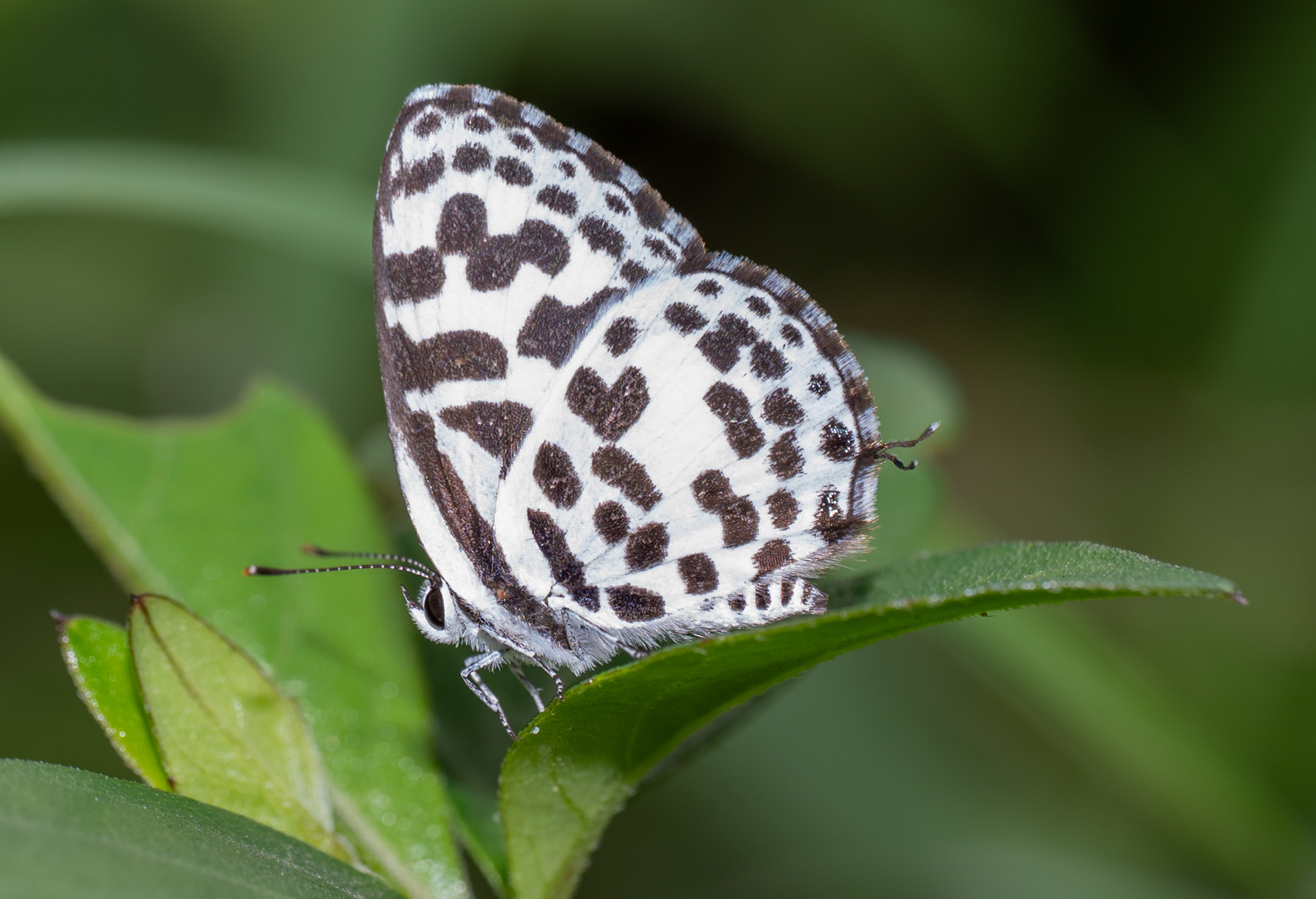 Common Pierrot