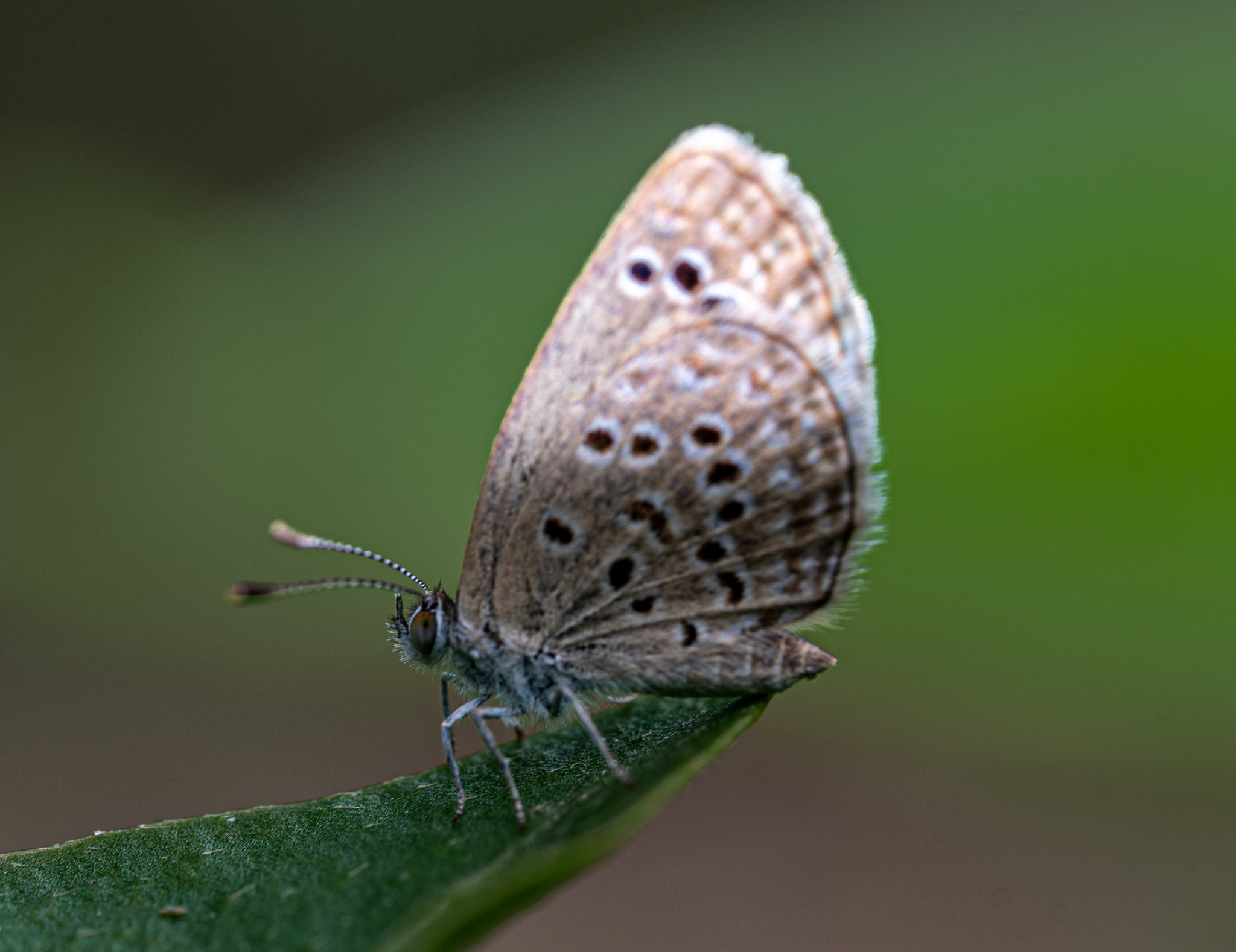 Lesser Grass Blue