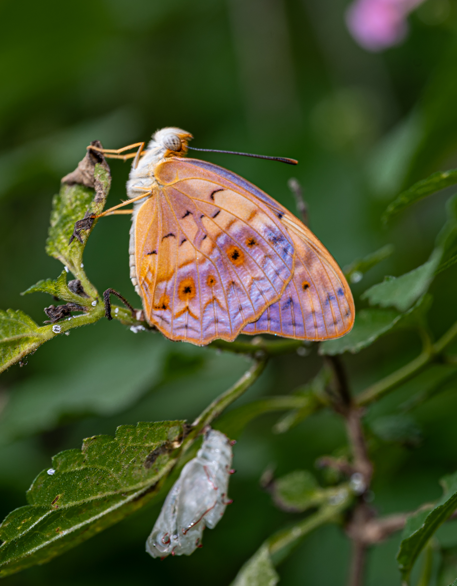 Common Leopard