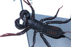 Thelyphonus