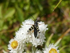 Typocerus sparsus