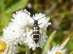 Typocerus sparsus