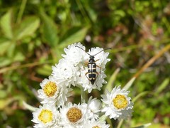 Typocerus sparsus