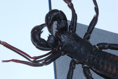 Thelyphonus