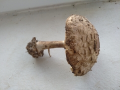 Rhacodium