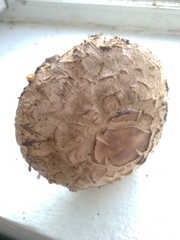 Rhacodium