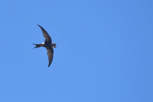 Pacific Swift