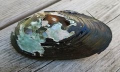 Utterbackiana implicata