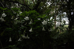 Brugmansia arborea