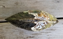 Utterbackiana implicata