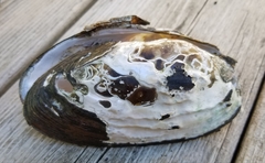 Utterbackiana implicata