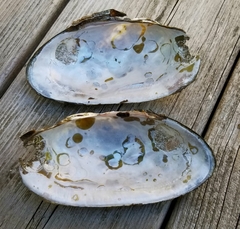 Utterbackiana implicata