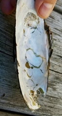 Utterbackiana implicata