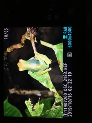 Zhangixalus dulitensis