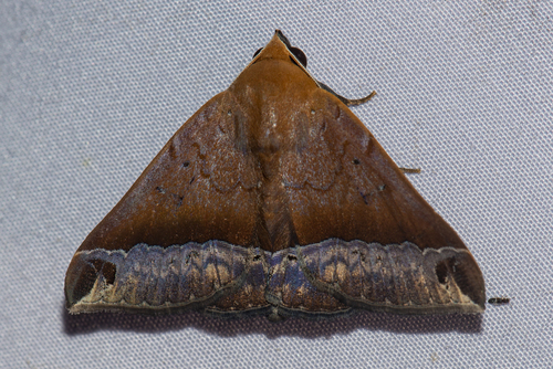 Delgamma pangonia (Guenée, 1852)